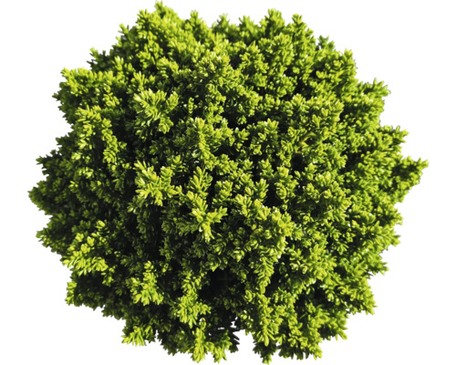 Stálezelený krušpán ako guľa do záhrady