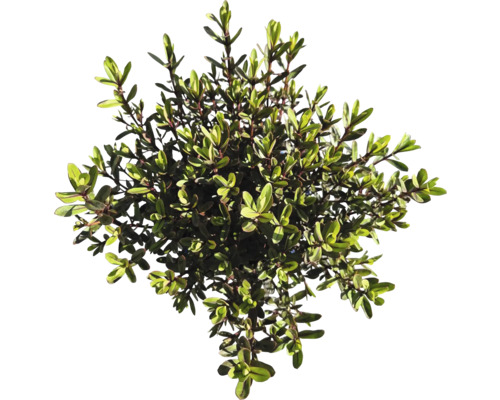 Na obrázku je rastlina živého plota.