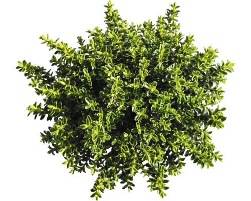 Husto olistený tymián v kvetináči zhora