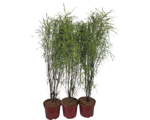 Tri rastliny trstiny v kvetináčoch