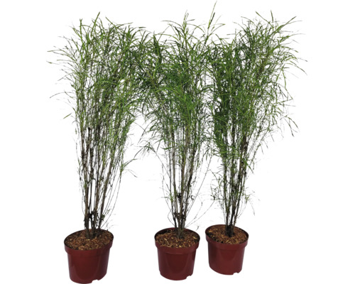 Tri štíhle bambusové rastliny v kvetináčoch