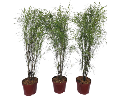 Tri okrasné trávy v kvetináčoch pre vnútorné aj vonkajšie použitie