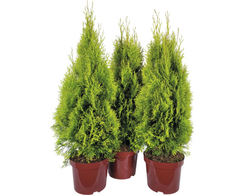 Tri tuje v kvetináči