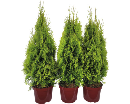 Tri tuje v kvetináčoch