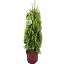 Tuja západná Thuja occidentalis v kvetináči