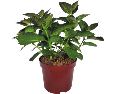 Hortenzia v kvetináči