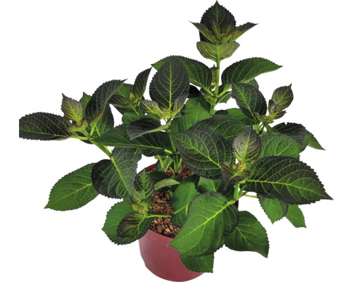 Hortenzia v kvetináči so zelenými listami