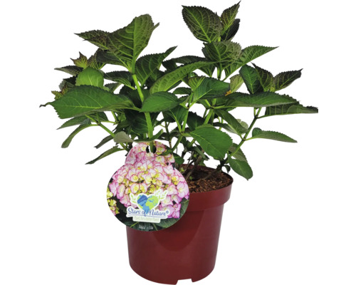 Hortenzia v kvetináči s etiketou ''Stars of Nature''