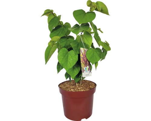 Judášov strom v kvetináči so srdcovitými listami