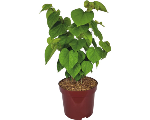 Judášov strom v kvetináči so srdcovitými listami