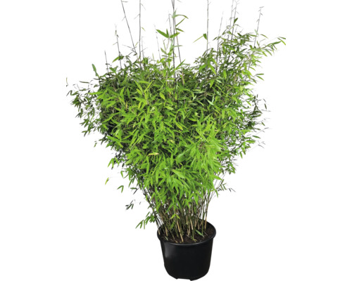 Bambus v kvetináči