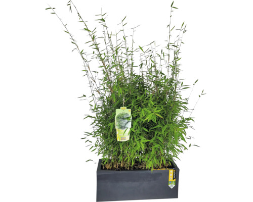 Bambus Fargesia Malachite MonkeysⓇ Ⓢ FloraSelf výška cca 60-80 cm v kvetináči 59x22,5x19,5 cm Bambus v kvetináči
