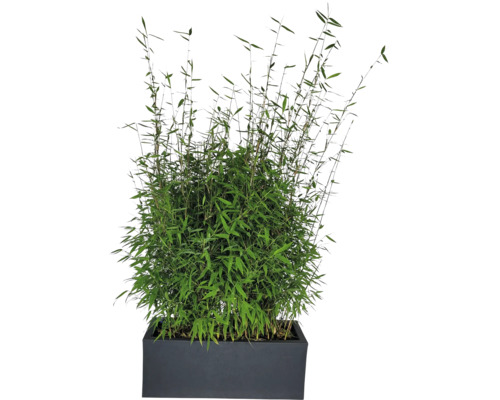 Bambus v kvetináči