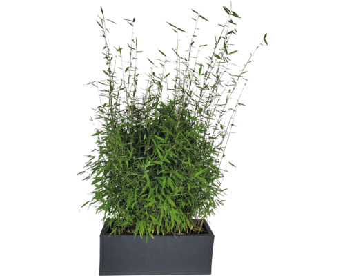 Bambus v kvetináči na vonkajšie použitie