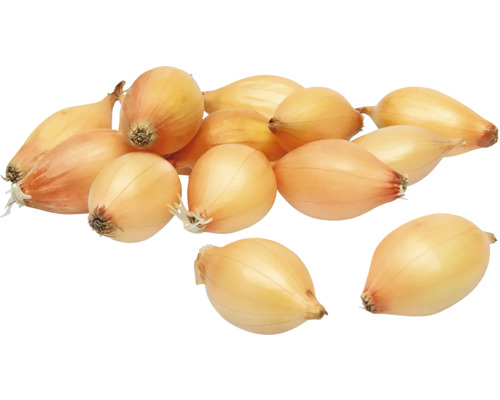 Cibuľa sadzačka ozimná Augusta žltá 8-21 mm 500 g Niekoľko šalotiek