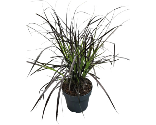 Trávnatá rastlina v kvetináči