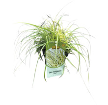 Japonská ostrica Carex hachijoensis v kvetináči
