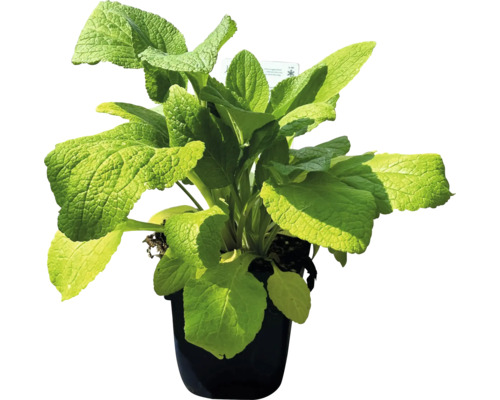 Šalvia v kvetináči