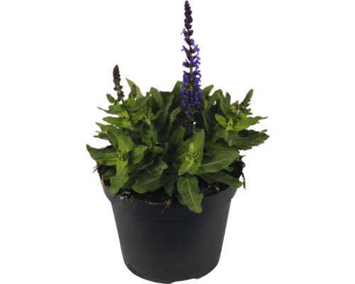 Šalvia hájna FloraSelf Salvia nemorosa Marvel Blue kvetináč 1 l