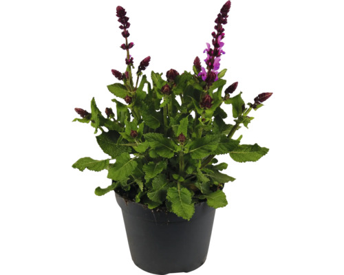 Šalvia hájna FloraSelf Salvia nemorosa Marvel Pink kvetináč 1 l