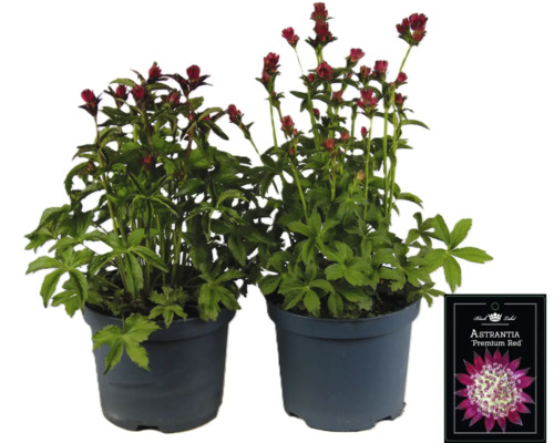 Dve rastliny Astrantia Premium Red v kvetináčoch.