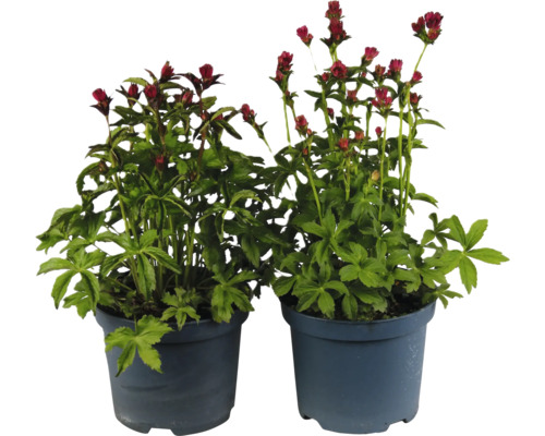 Jarmanka väčšia MIX FloraSelf Astrantia major 'Roma' výška 10-50 cm kvetináč 3 l 1 ks, rôzne druhy Jarmanka väčšia MIX FloraSelf Astrantia major 'Roma' výška 10-50 cm kvetináč 3 l 1 ks, rôzne druhy