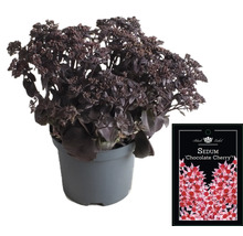 Rozchodník ''Chocolate Cherry'' v kvetináči s etiketou rastliny