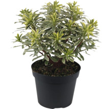 Euphorbia v čiernom kvetináči