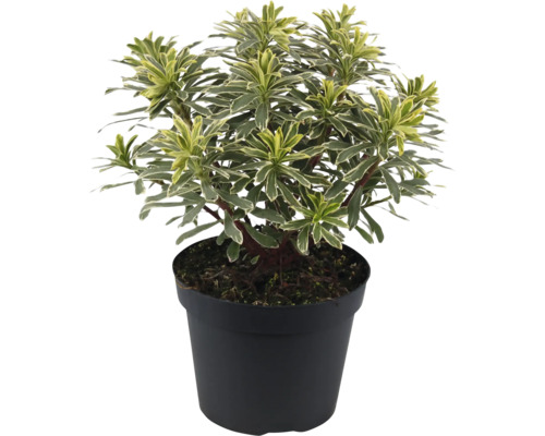 Euphorbia v čiernom kvetináči