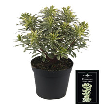 Euphorbia Silver Swan v kvetináči