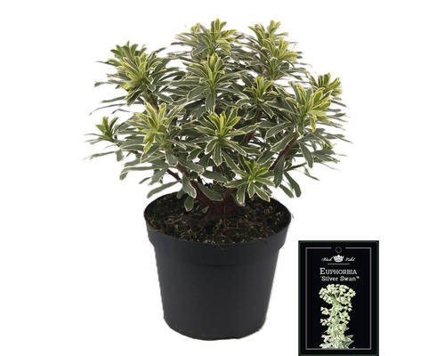 Euphorbia Silver Swan v kvetináči