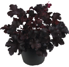 Heuchera v kvetináči