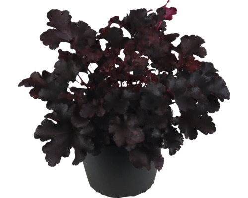Heuchera v kvetináči