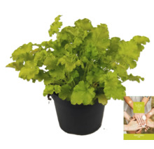 Rastlina Heuchera v kvetináči