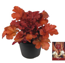 Heuchera rastlina v kvetináči