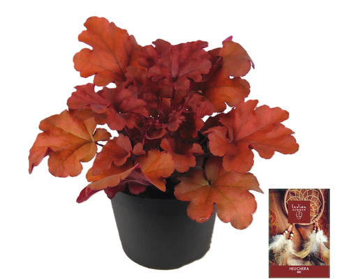 Heuchera rastlina v kvetináči