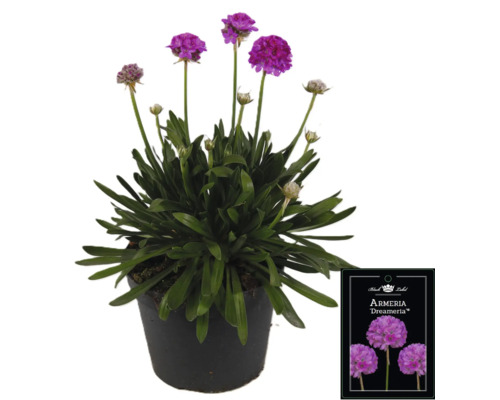 Arméria latnatá Dreameria v kvetináči