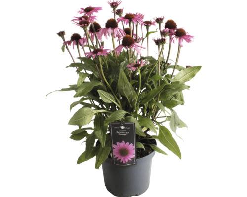 Rastlina Echinacea v kvetináči s ružovými kvetmi
