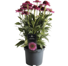 Echinacea ''Delicious Candy'' v kvetináči