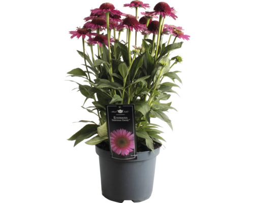 Echinacea ''Delicious Candy'' v kvetináči