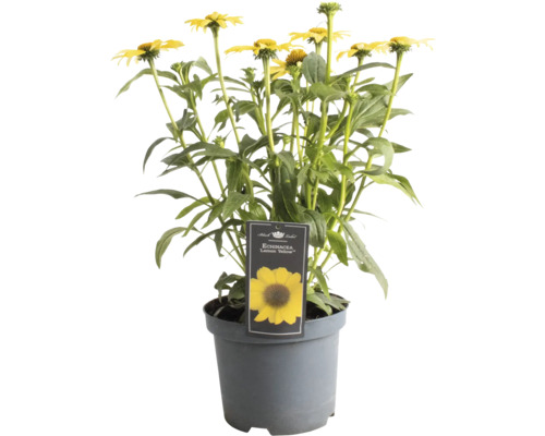 Žltá echinacea v kvetináči