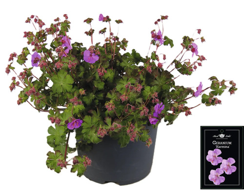 Muškát Karmmina v kvetináči