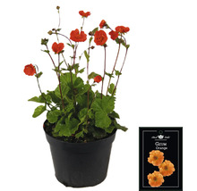 Geum Orange rastlina v kvetináči