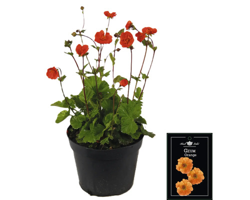 Geum Orange rastlina v kvetináči