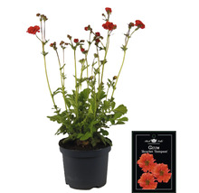 Geum Scarlet Tempest v kvetináči
