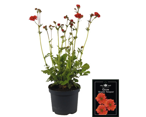 Geum Scarlet Tempest v kvetináči