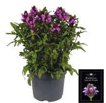Prunella hybrida Purple rastlina v kvetináči