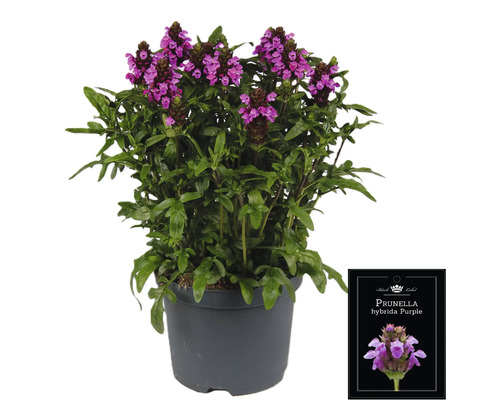 Prunella hybrida Purple rastlina v kvetináči
