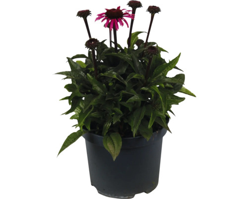 Echinacea FloraSelf Echinacea ‘Awake' kvetináč 3 l