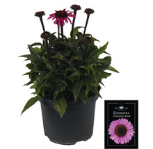 Echinacea ''Premium Pink'' v kvetináči s rastlinným štítkom